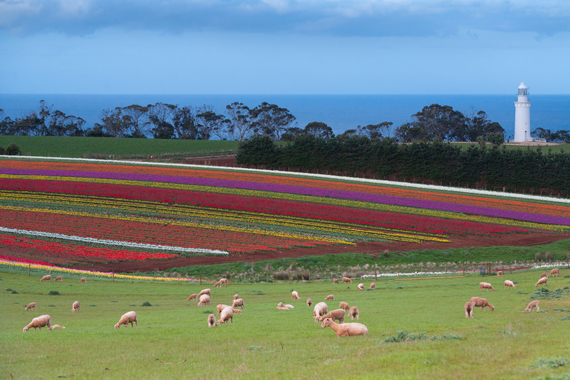 Tulpių žydėjimas Tasmanijoje