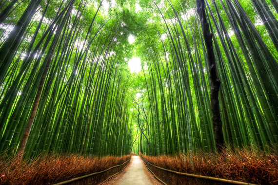 Sagano miškas Japonijoje