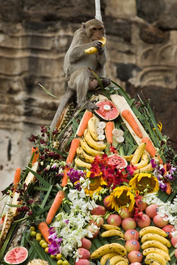Beždžionių puota - festivalis Tailande