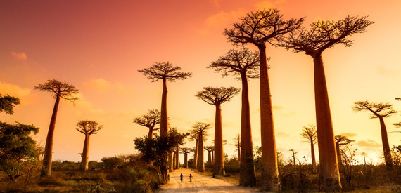 Baobabų alėja, Madagaskaras