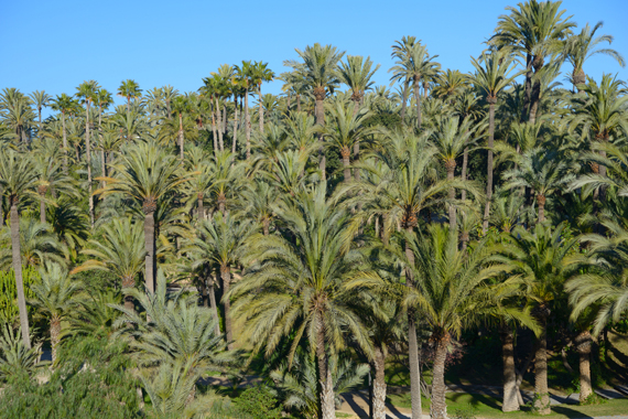 Elčios giraitė, netoli Ispanijos Alikantės miesto esantis palmių rojus (miškai)