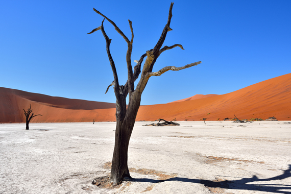 Mirusios žemės miškas Namibijoje (miškai)